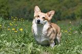 CORGI PEMBROKE 625